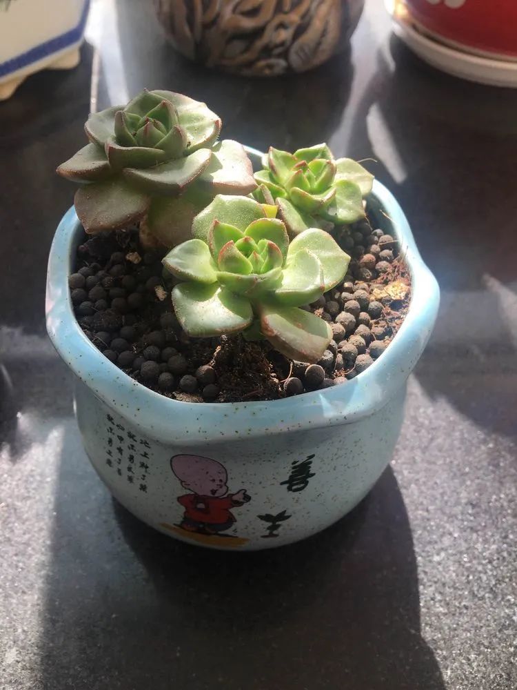 多肉新年寄语,养多肉七八年用心沉淀静待花开