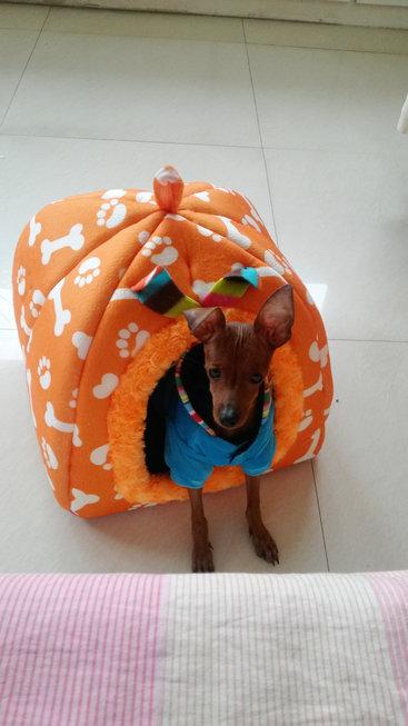 伸舌头的小鹿犬,爱洗澡的小鹿犬