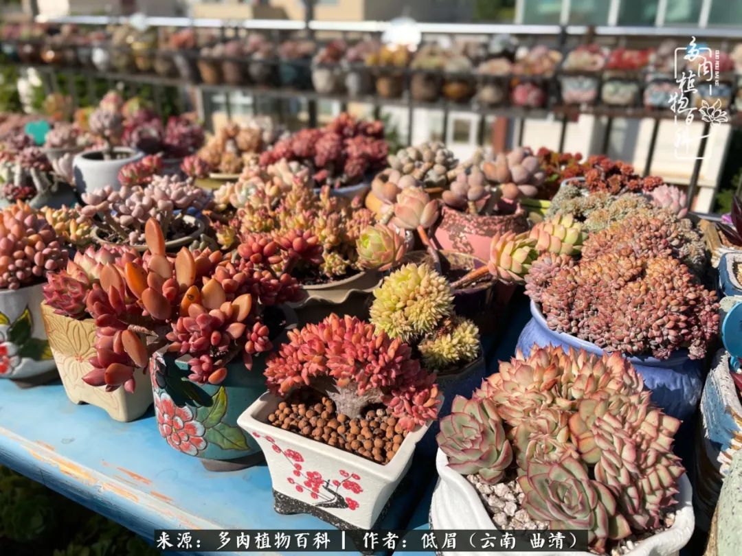 怎么在多肉植物百科投稿,怎样向多肉植物百科投稿