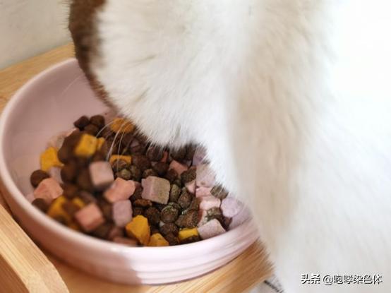 猫咪吃什么可以养颜美毛,猫咪营养补充剂防掉毛