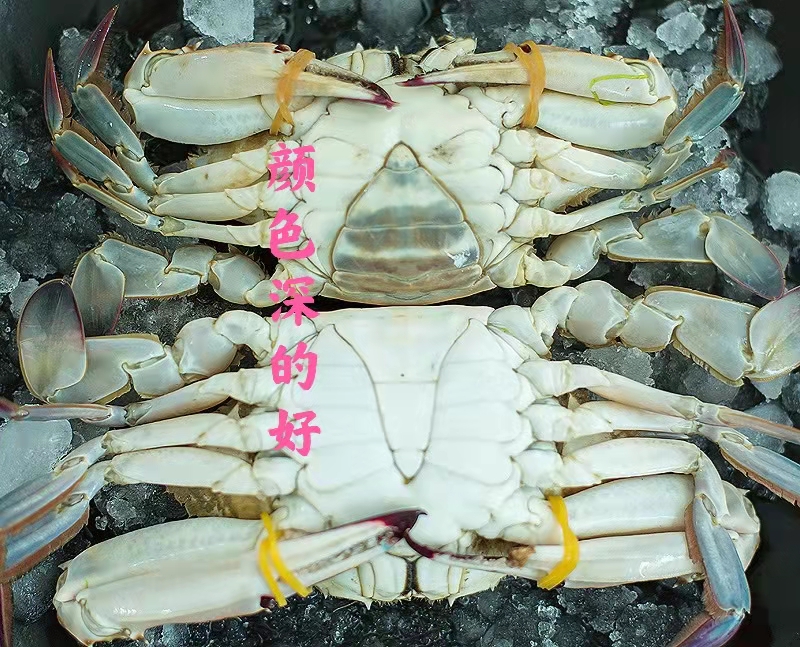 怎么挑选螃蟹肥不肥,怎样挑选螃蟹的肥度