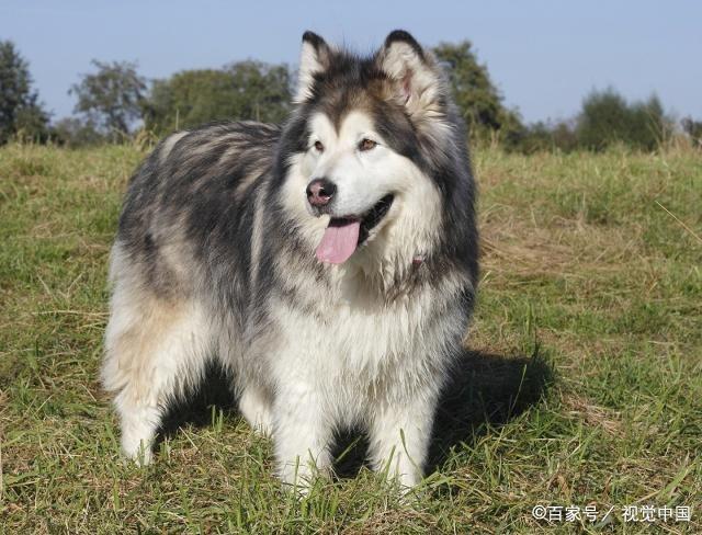 双鱼座狗狗性格特点,狗狗性格特点分析