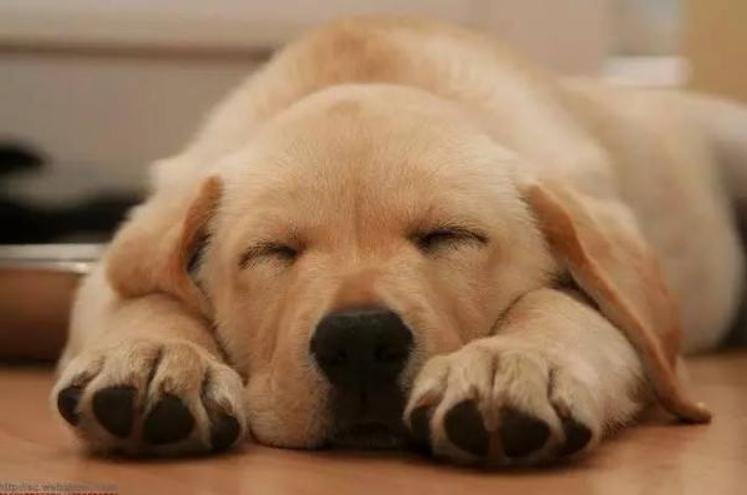 猫没有狗聪明是什么原因,猫聪明还是狗聪明智商排名