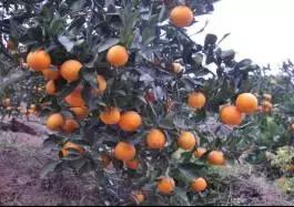 柑橘新优优缺点,设施柑橘新品种优缺点