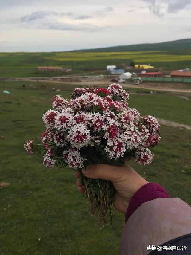 青海湖大环线7天自驾游攻略,6月青海大环线旅游攻略