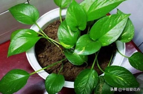 绿萝叶片发黄应该怎么治,绿萝叶片发黄是怎么回事儿