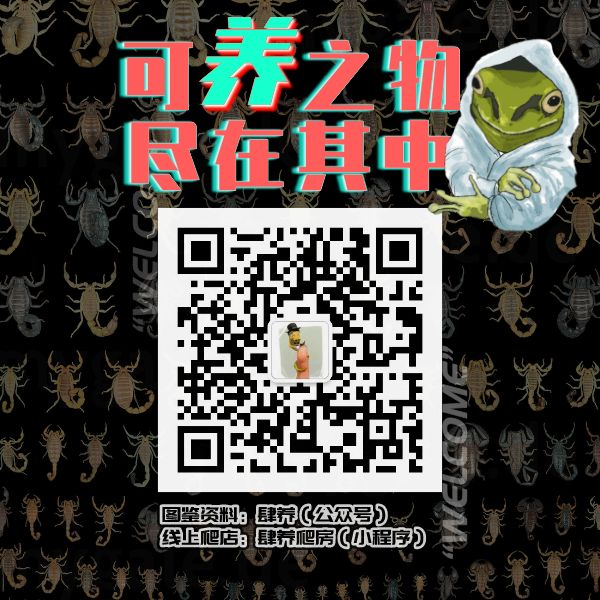 中华蟾蜍的快乐饲养法——养蛤心得分享|肆养来稿