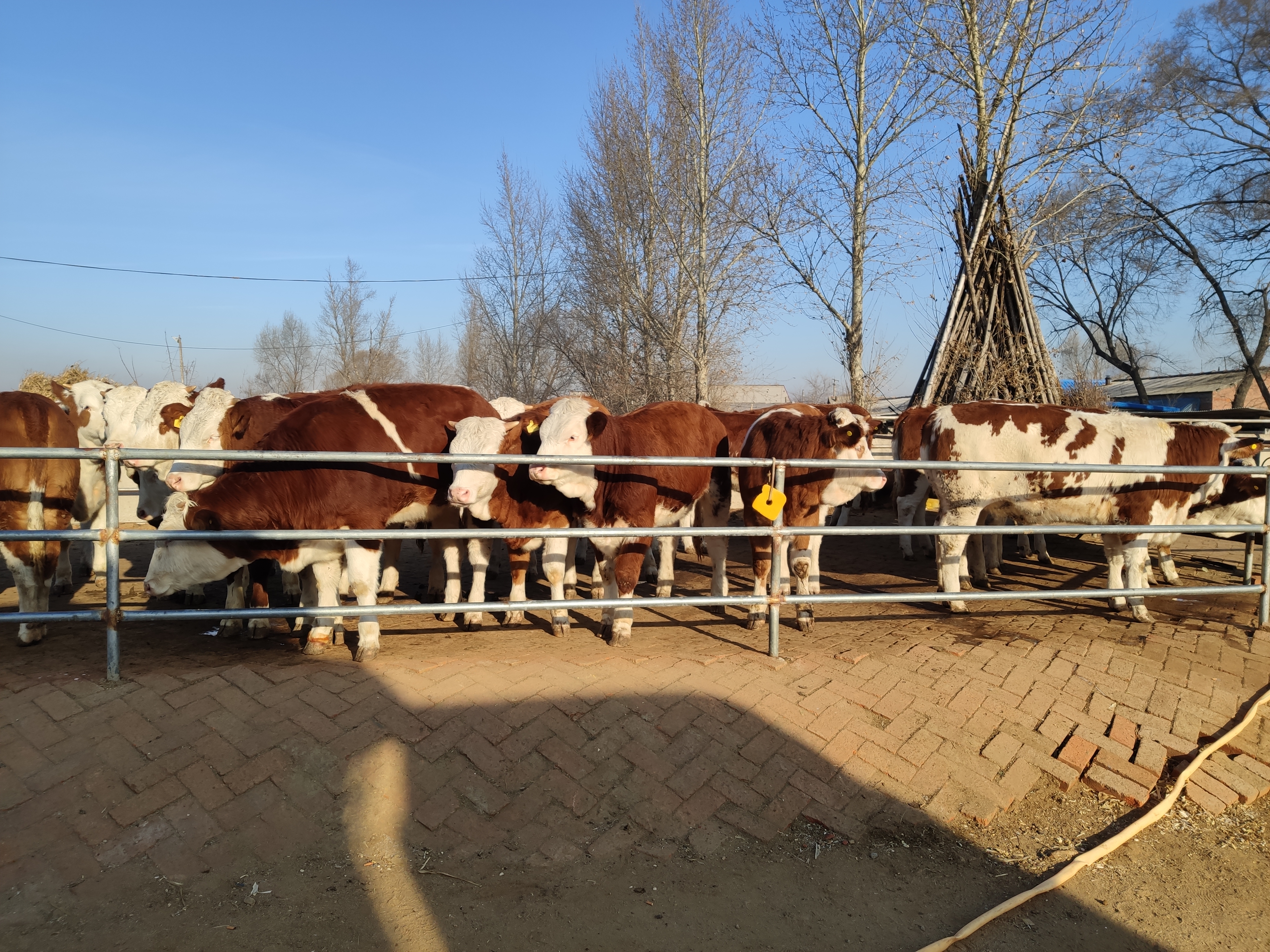 养牛人的粗心大意，造成了牛腿胯骨摔伤无法治疗，最后眼看着赔本