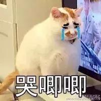 猫咪尿闭是什么原因导致的,猫咪尿闭的处理办法视频