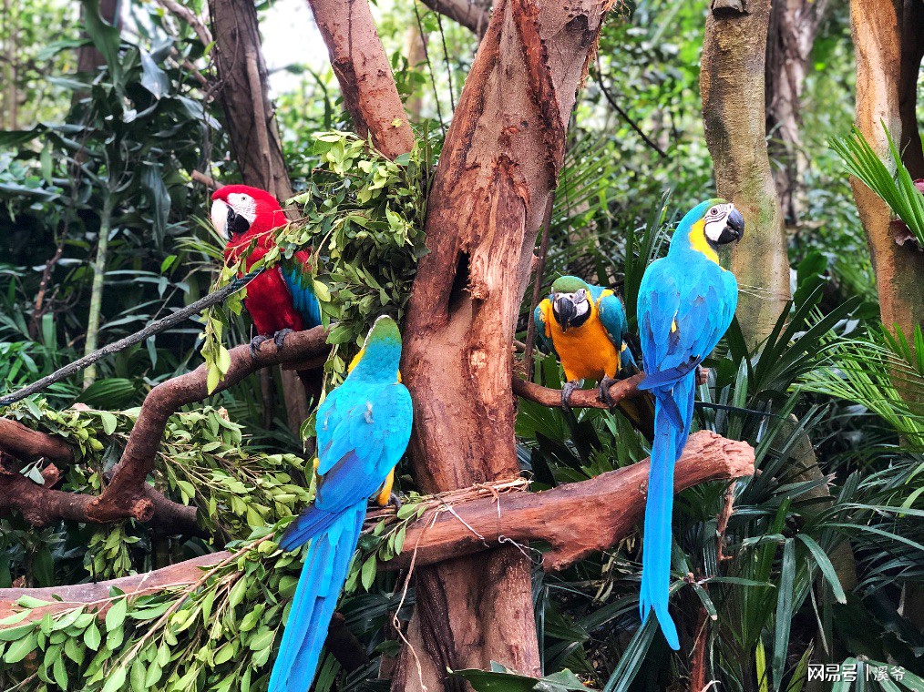 广州长隆游玩超详细亲子游攻略,史上最完整的广州长隆亲子游攻略