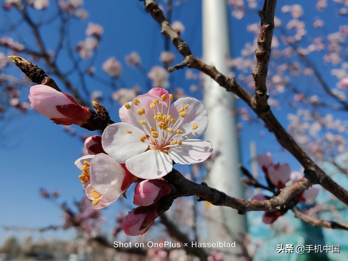 一加9实际测试,一加oneplus9pro5g性能测试