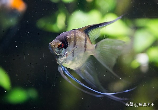 鱼儿失鳔症怎么治,怎么预防鱼失鳔