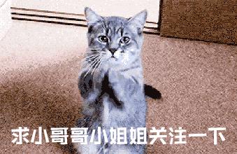 东京食尸鬼神代利世,东京吃货神代利世