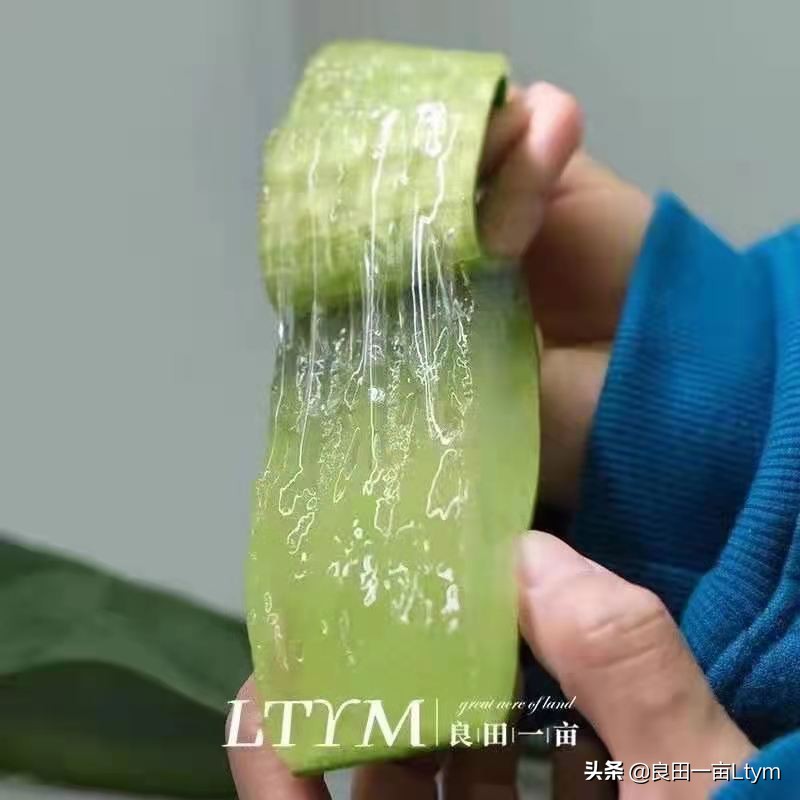 “活着的芦荟护肤品”，你来云南元江看一次芦荟海就够了