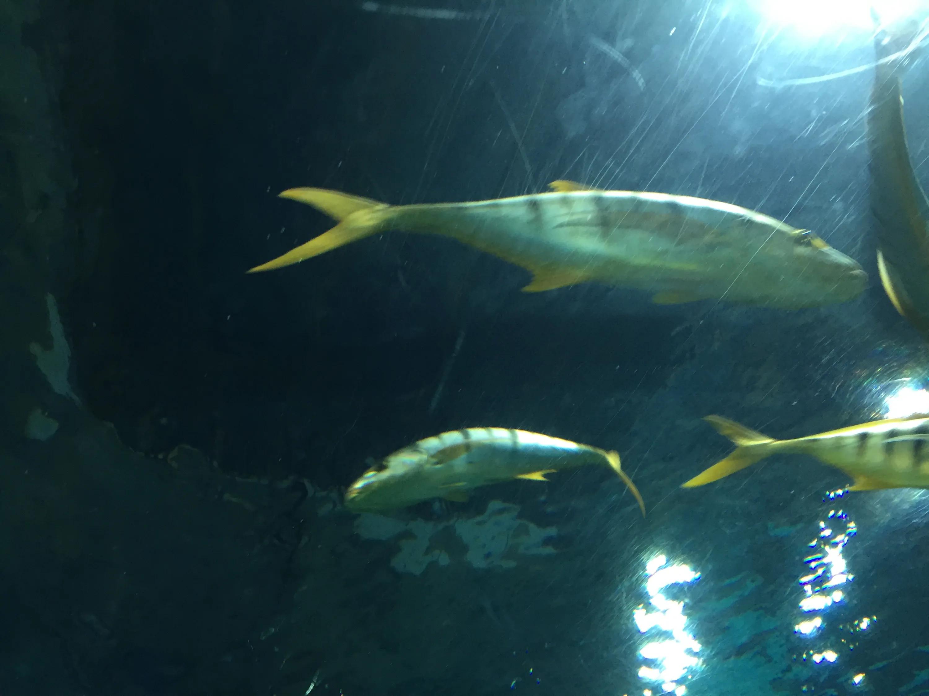 富国海底世界京津冀,富国海底世界门票京津冀卡优惠