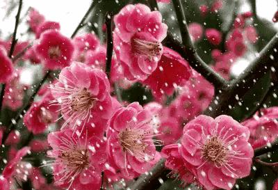 鼠年最佳20副春联,鼠年最佳10副春联