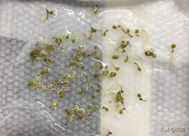 超简单种植草莓,如何用新鲜草莓种出草莓
