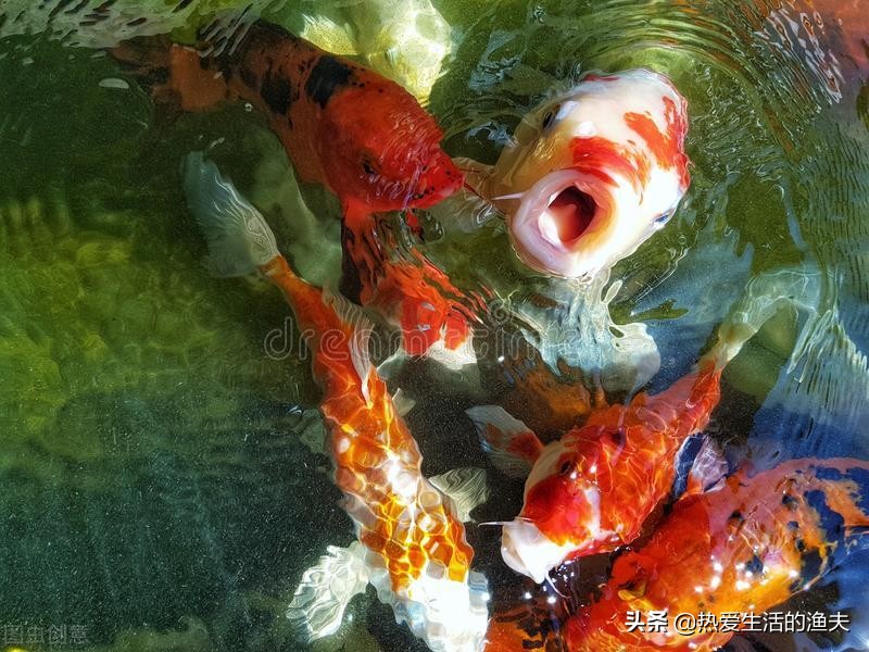 锦鲤怎么喂水不浑,锦鲤一般怎么喂食比较好