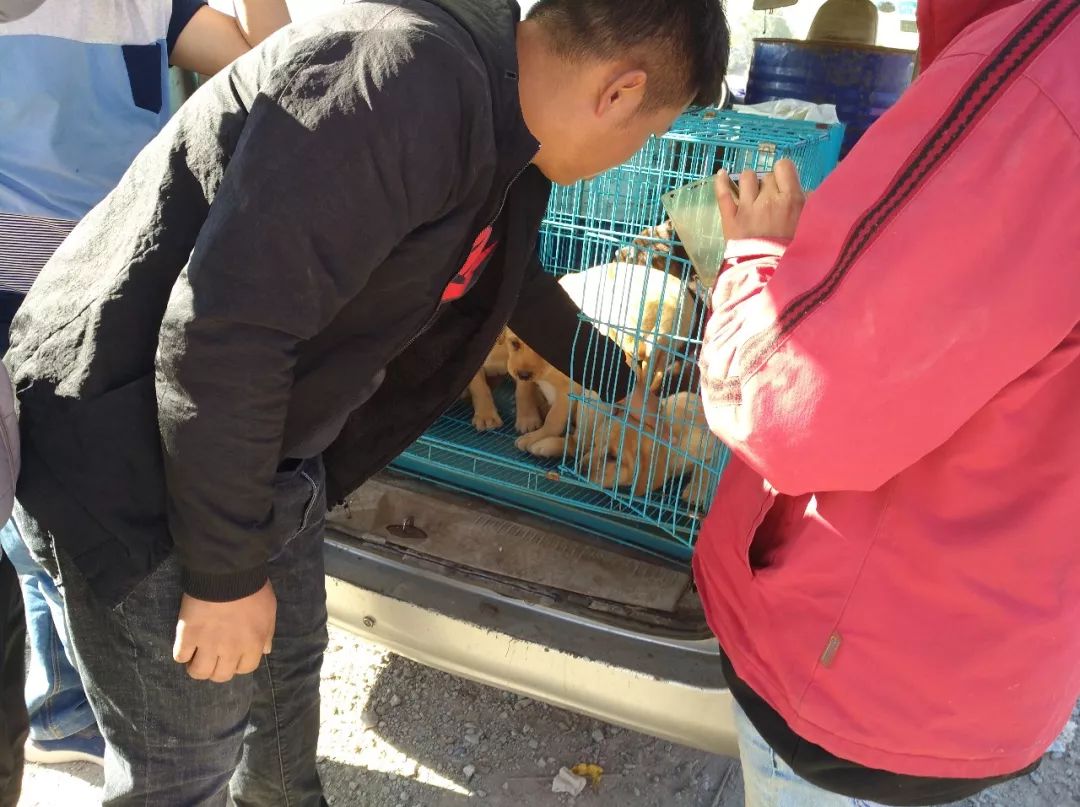 拉布拉多在狗市卖多少钱一只,狗市多少钱一只拉布拉多