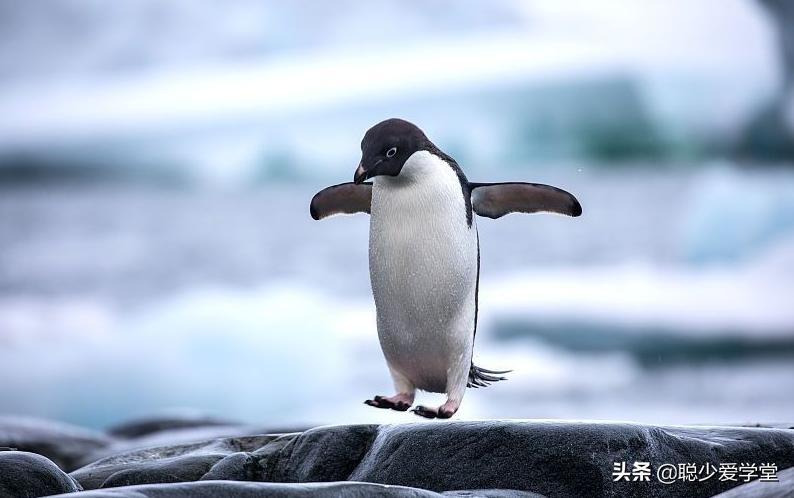 企鹅自媒体怎么注册挣钱,企鹅自媒体运营实战教程