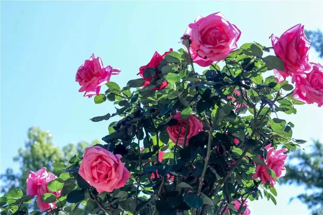 凉山最漂亮的花海,西昌赏花攻略