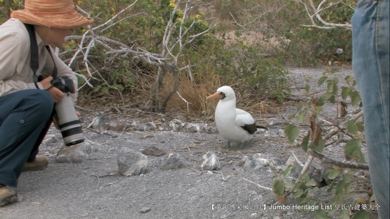 世界上最长寿的象龟多少岁,迄今发现最长寿的龟