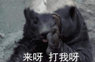 全球最无所畏惧的平头哥,世界上谁能打败平头哥