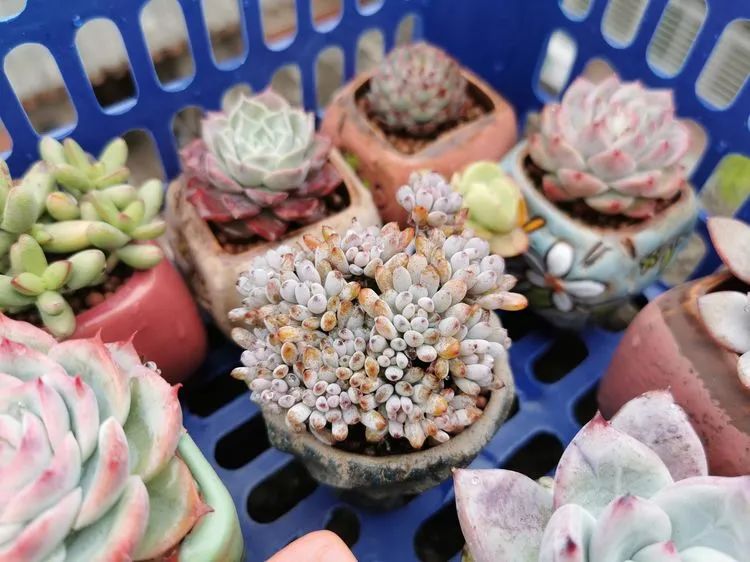 我和多肉,我与多肉