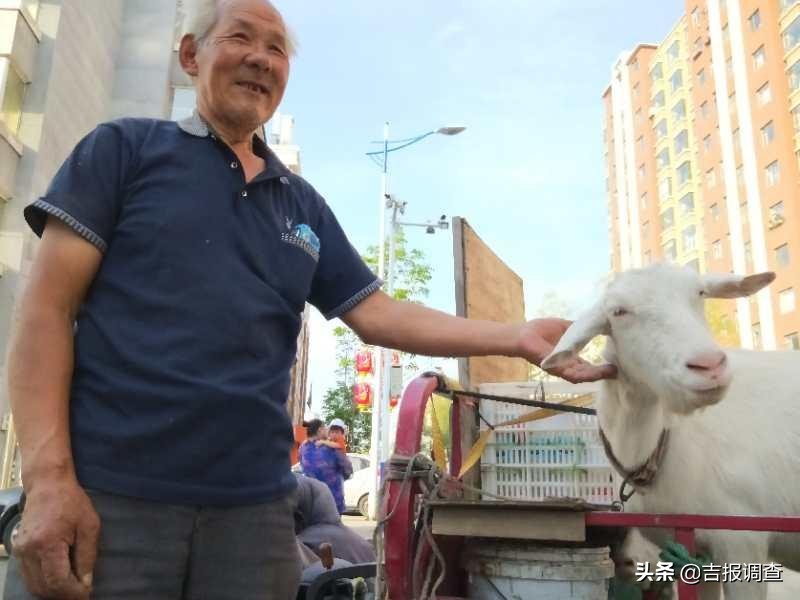 安图县明月镇河东村老人拉着奶羊卖现挤羊奶，成了市场一道风景！