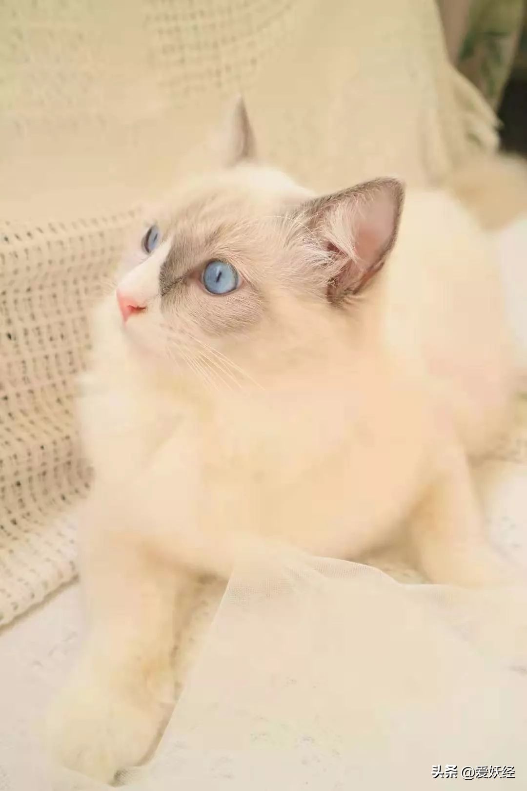 别说老狐狸不宠粉，你们要的猫用驱虫药测评！来喽