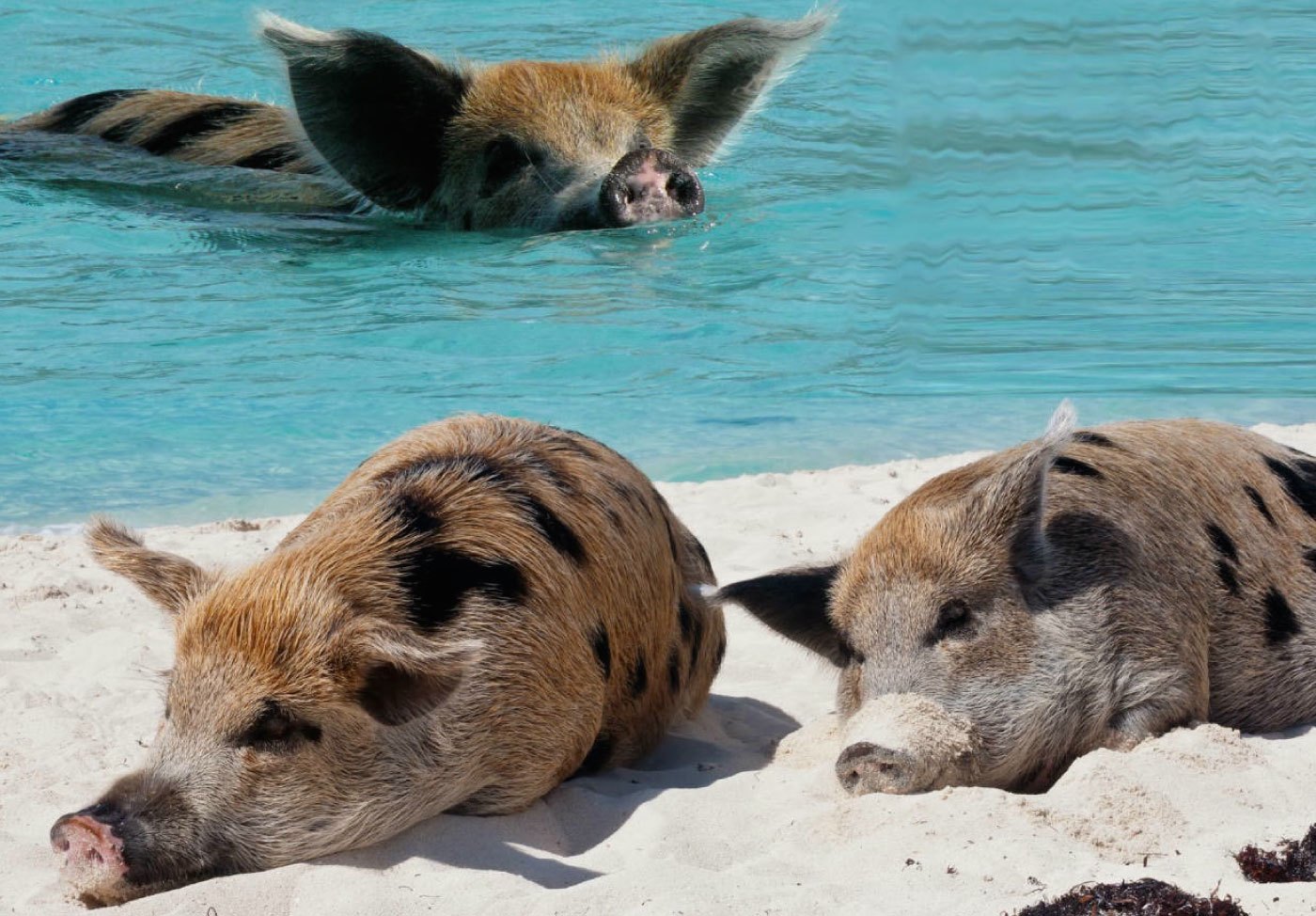 世界上有趣的动物视频,世界上最有趣的海底动物