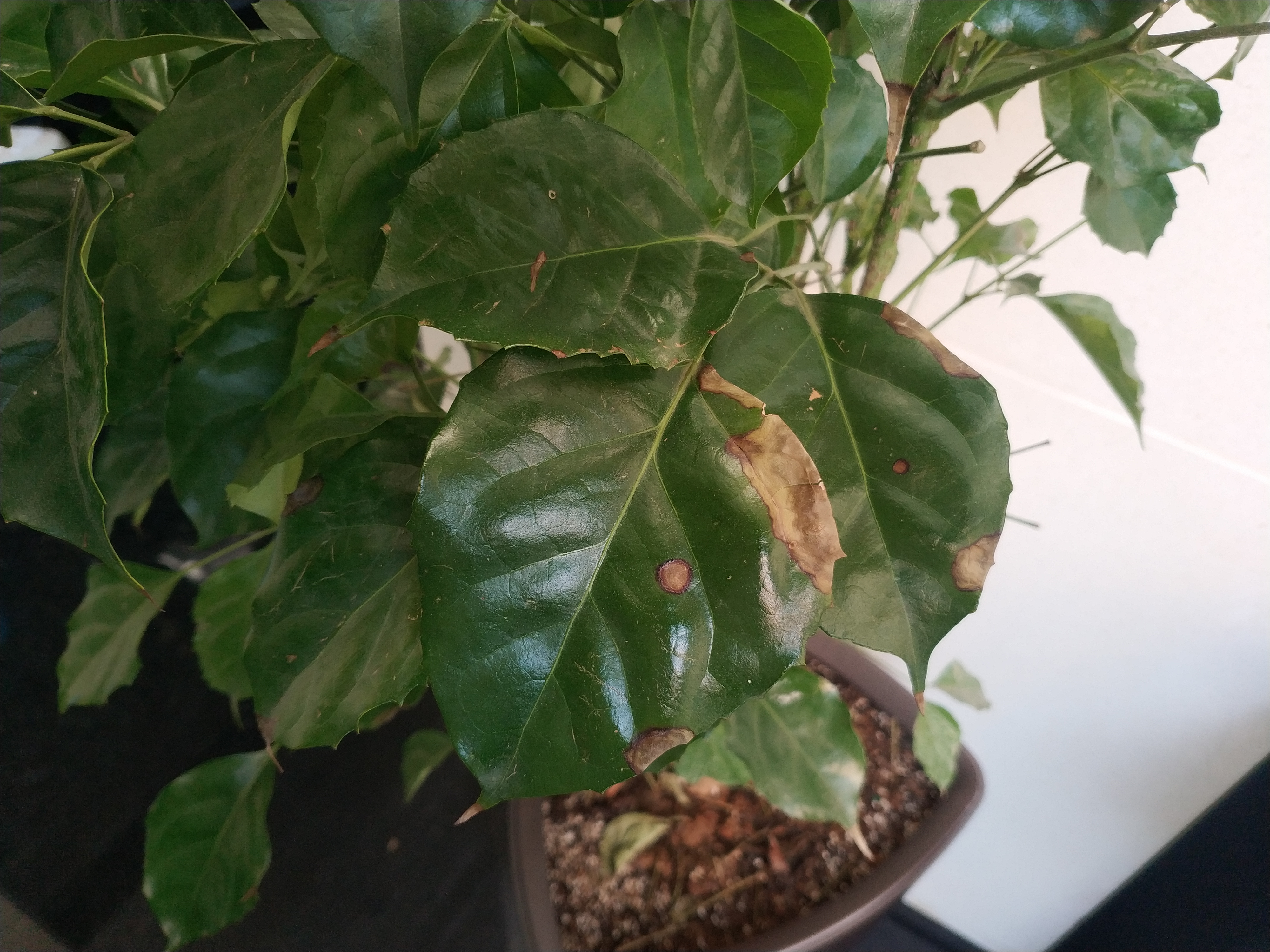 幸福树叶子发黄焦枯了怎么办,幸福树叶边发黑焦枯怎么办