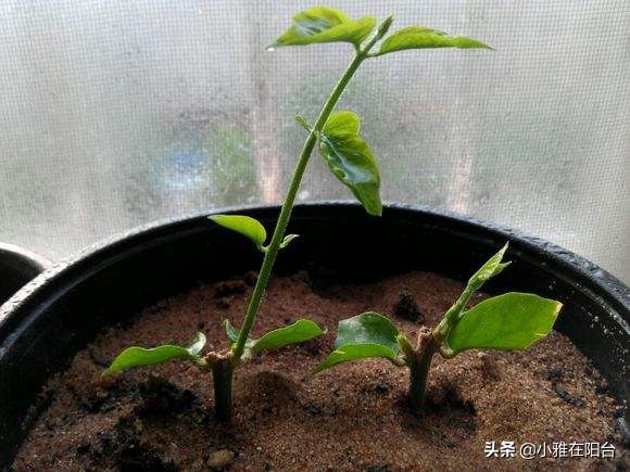茉莉花盆栽浸盆浇花的正确方法,盆栽茉莉怎样浇水施肥