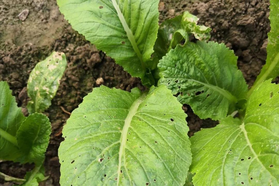 白菜跳甲进入高发季节，危害严重，记住这4个配方，可轻松搞定