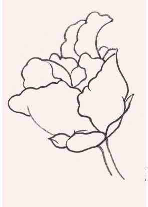 牡丹切瓣花国画画法,国画山茶花花瓣画法