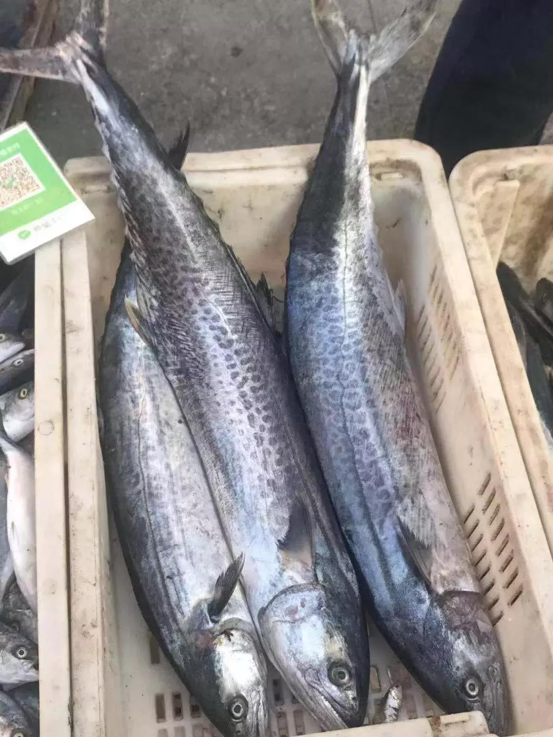 威海海鲜开海期,威海开海海鲜便宜还是贵