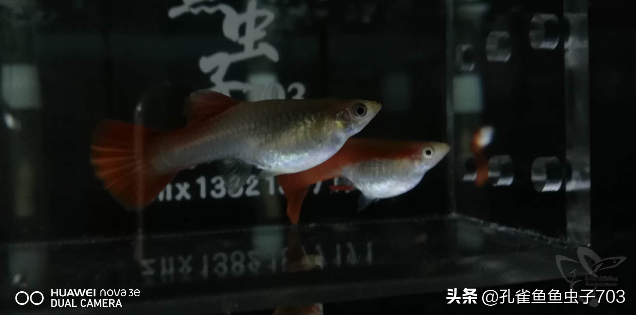 孔雀鱼雄化能繁殖吗,孔雀鱼公鱼雄化怎么办