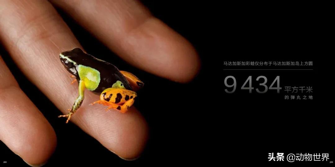 守护生物多样性,请继续保持我们的生物多样性