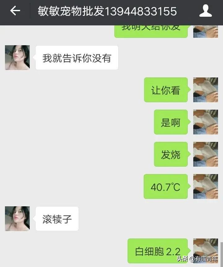 网上买的猫运回来死了,网上买猫三天送到半夜死了