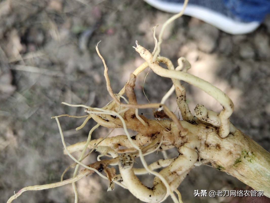 根腐病西瓜,根腐病的救活几率