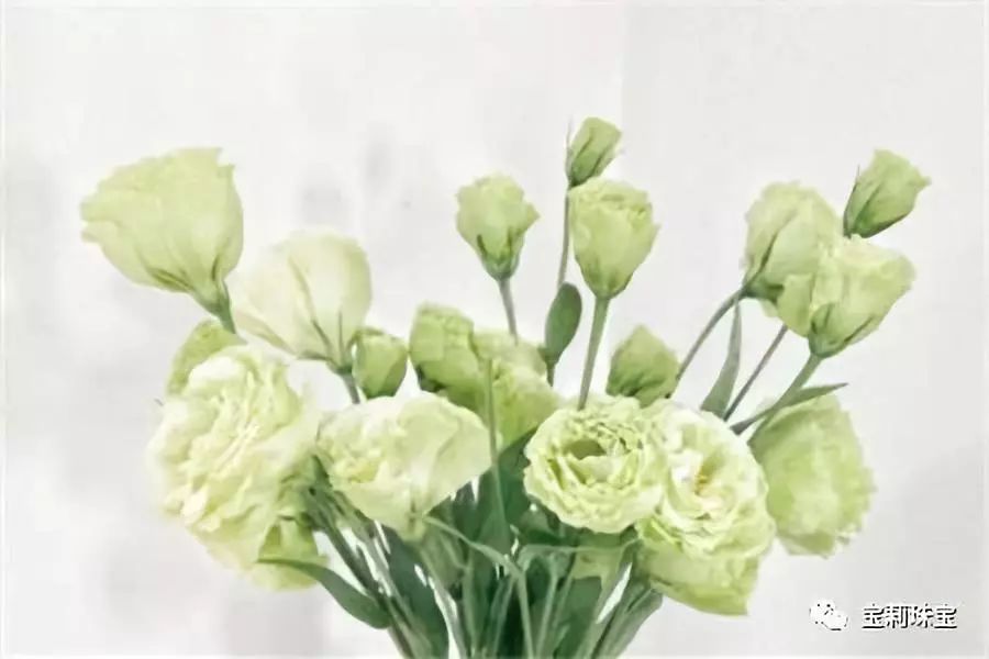 淡紫色洋桔梗怎么养,绿植洋桔梗的养护