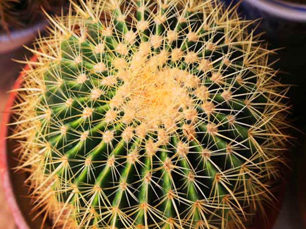 仙人球烂根怎么补救最快,仙人球烂根最简单的方法