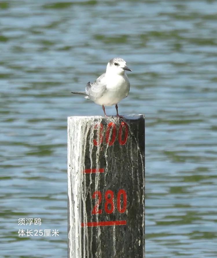 洪湖荷花仙子,洪湖公园蜻蜓