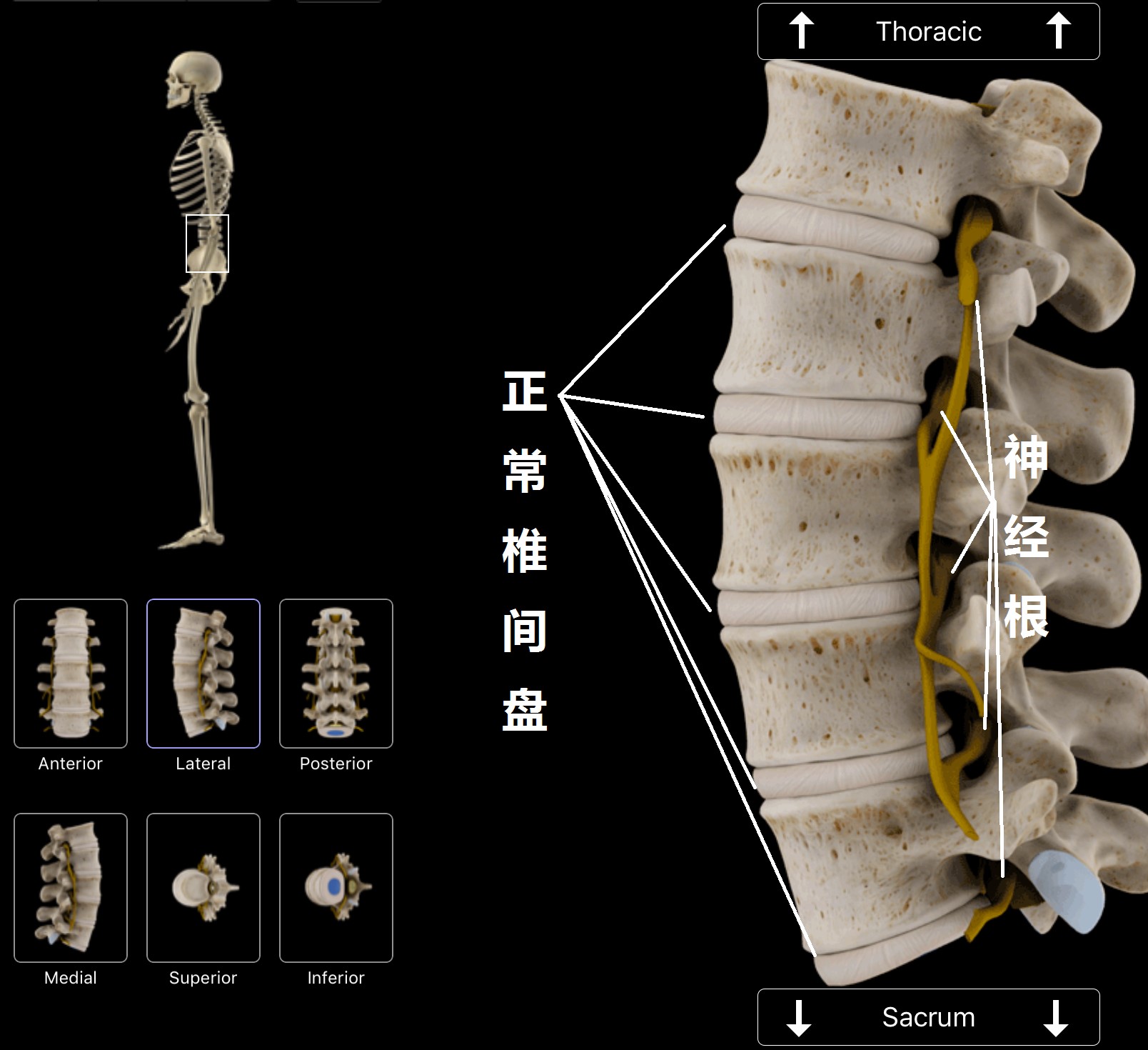 预防腰痛的正确方法,关于腰痛治疗方法有哪些