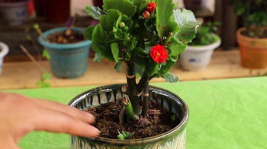 新手养花必选4种花,君子兰开春如何换盆换土