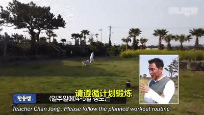 二哈为什么变瘦了,二哈太胖了必须要减肥