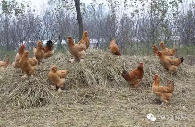 怎么样才能知道土鸡是什么样的,如何知道土鸡缺少什么营养