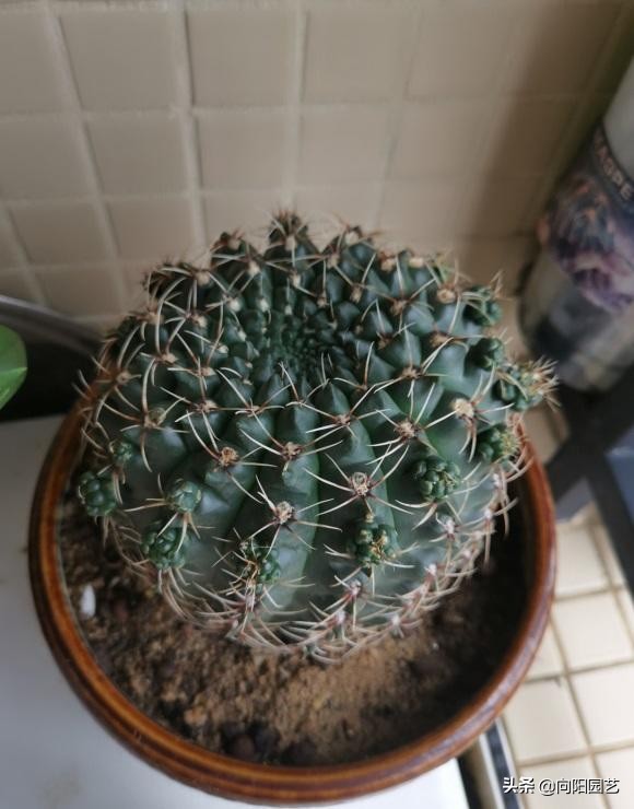 什么绿植能净化空气和除尘,净化室内空气的十款绿植