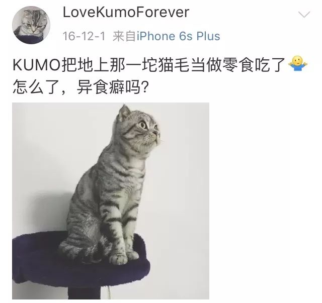 训练猫时可以给猫吃什么,训练猫捕食
