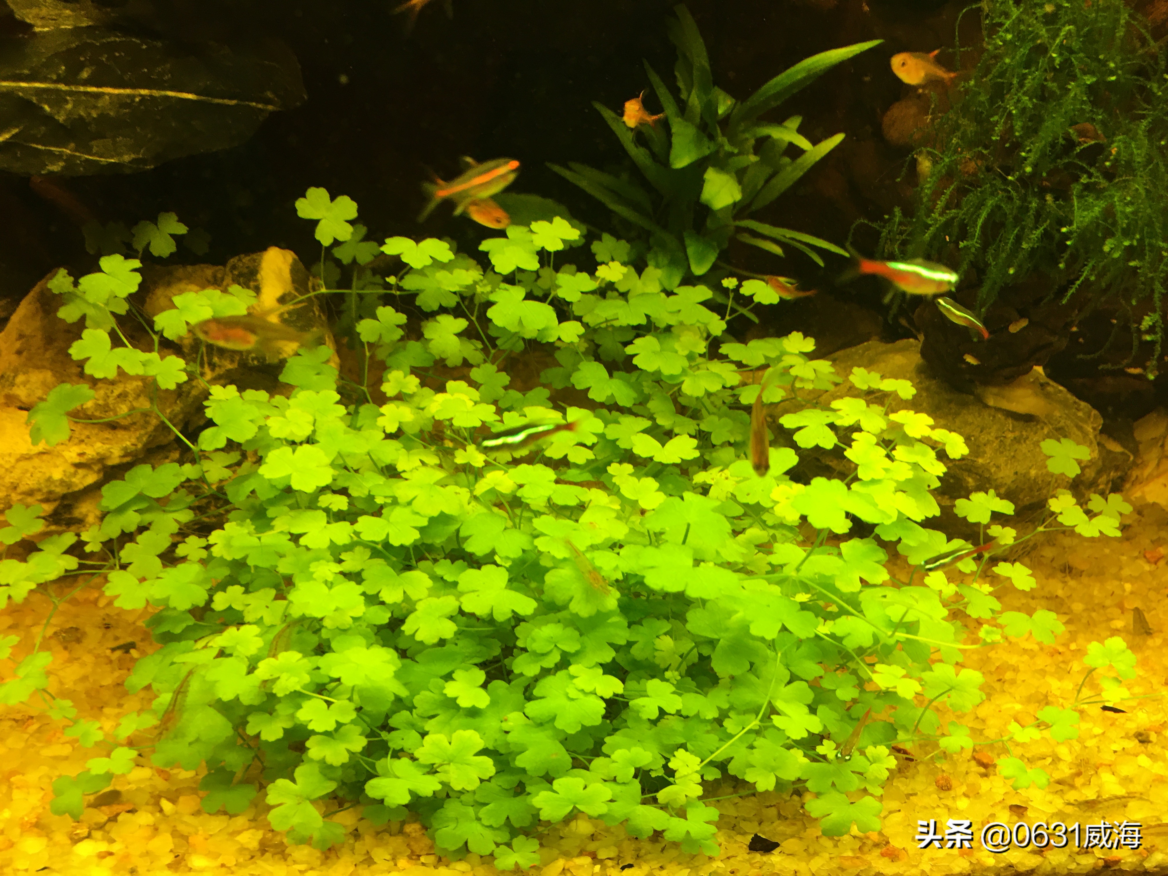 开缸5天鱼缸水发白,养鱼第几天水会变浑浊